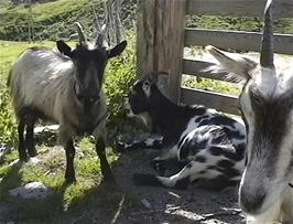 Delightful goats at the Myrkdalen goat farm